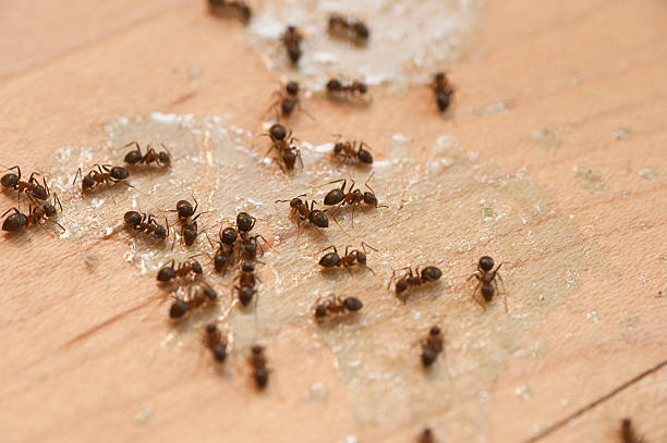 Best Pest Control Cost  in Grenada, MS